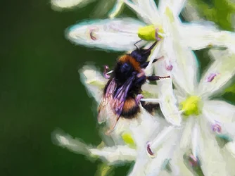 Sommerbiene, 2018